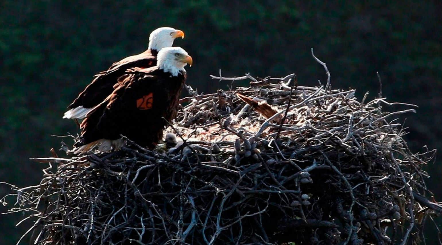 Hecla-Mine Posts-Respecting and Protecting Habitats@2x A graphic of two eagles.