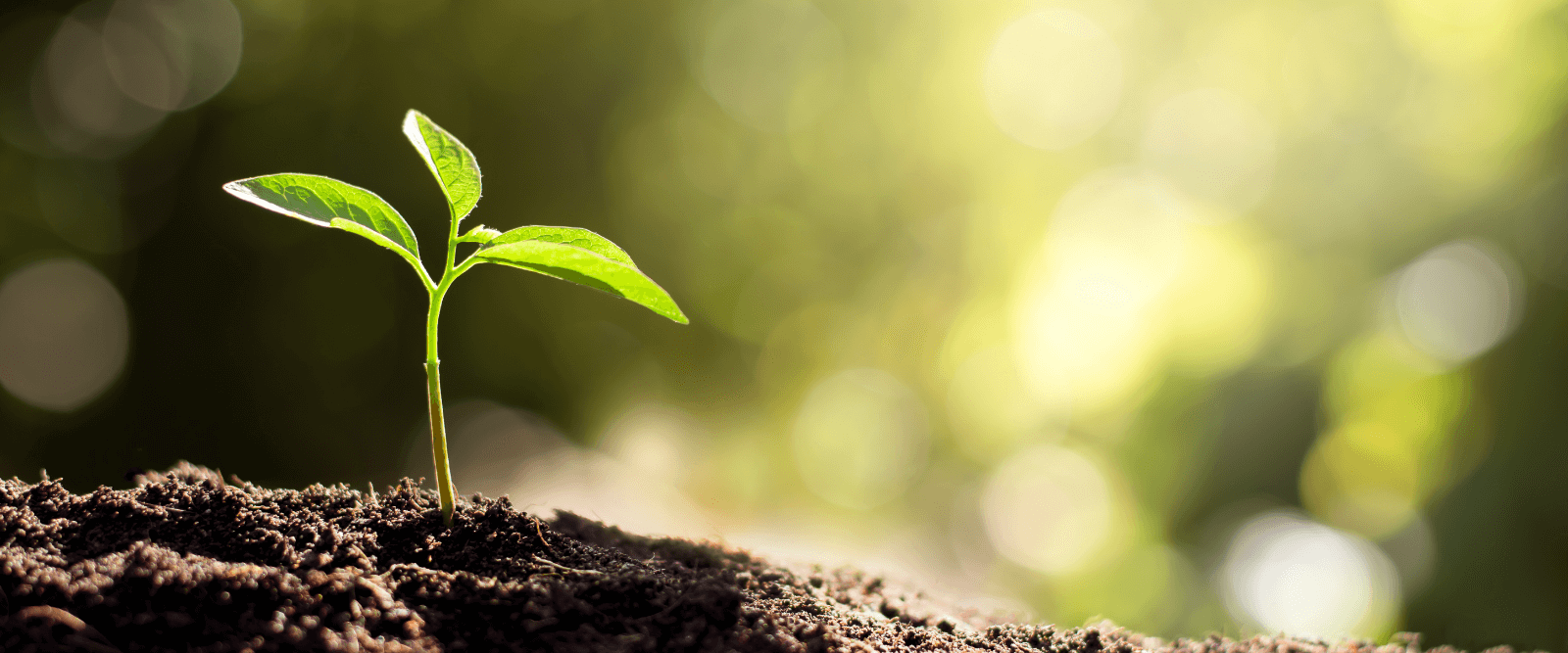Hecla-Sustainability-Data and Reporting-Plant Growing Footer Image A small plant